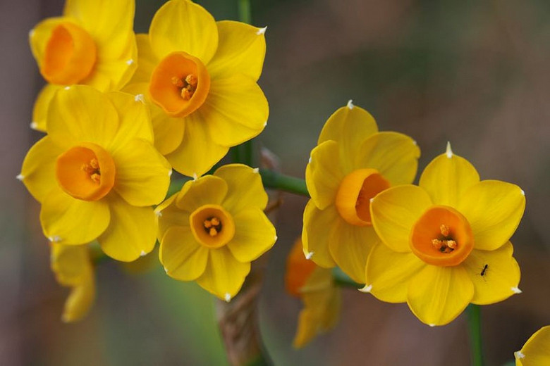 Narcissus 'Grand Soleil d'Or' (Tazetta Daffodil)